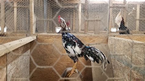 best conditioning feed for gamefowl|How to Condition Fighting Roosters .